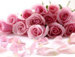 pink roses