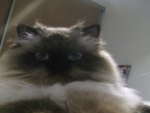 My New Himalayan Kitty "Bailey"