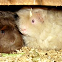 lovely guinea pigs