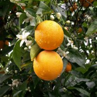 Oranges after the rain