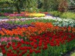 tulip garden