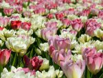 just tulips