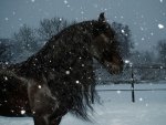 horse in snow storm