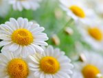 Daisies