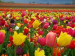 Tulip field