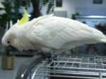 Cockatoo