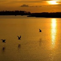 Birds At Sunset