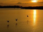 Birds At Sunset
