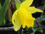 Daffodill