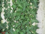 Creeping Ivy