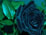 The Blue Rose