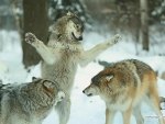 playful wolves
