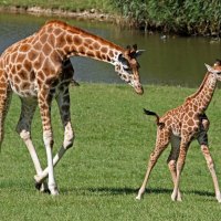 *** Giraffes ***