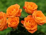 Orange Roses
