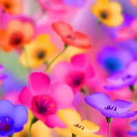 Colorful Flowers