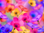 Colorful Flowers