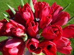 red tulips