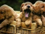 Three puppies in a basket