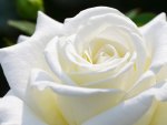 White Rose