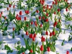 Winter Tulips