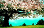SPRING CHERRY TREE