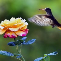 Humming Bird and the Rose