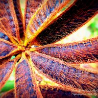 Seed Of Mimosa Pudica Giant