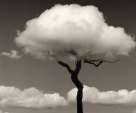 tree cloud