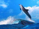 Dolphins