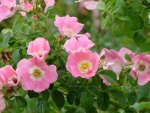 wild roses