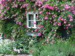 rose cottage