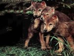 3 Wolf Pups