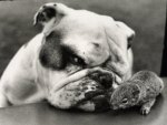 bulldog and squirrel