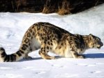 snow leopard