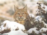 big bobcat