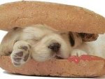 hotdog puppy