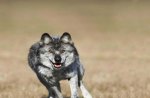 Beautiful Grey Wolf