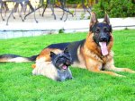 german,shepherd  and friend