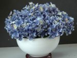 blue hydrangea