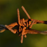 Rusty Barbed Wire