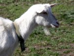 White Goat