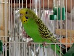 Budgerigar