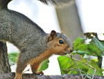Curious Squirrel