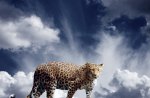***Leopard and sky ***
