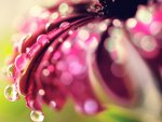 bokeh_drops__flower