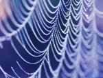 wet_spider_web_wallpaper