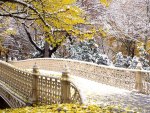 Bridge in Central Park, New York