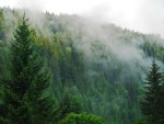Fog over a Pine Forest