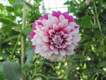 Two tone Dahlia