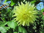 Yellow Dahlia at the garden